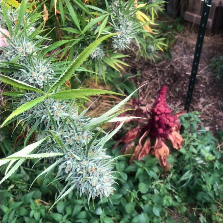 Life on the Staefli farm