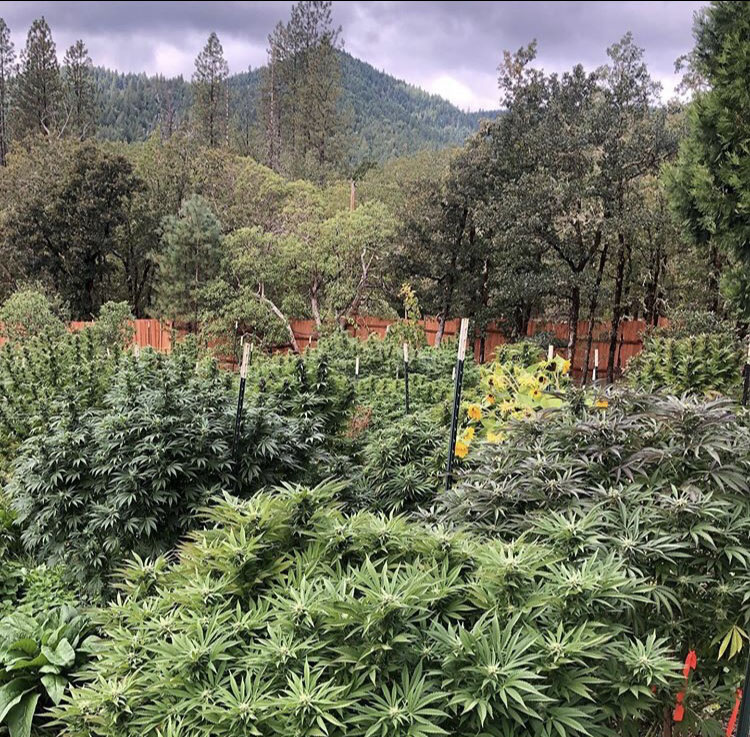 Life on the Staefli farm