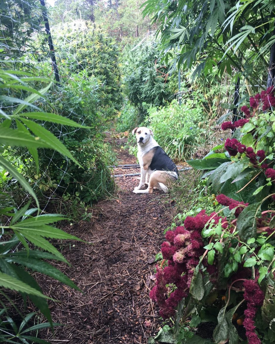 Life on the Staefli farm