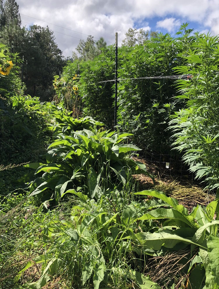 Life on the Staefli farm
