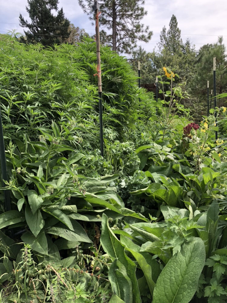 Life on the Staefli farm