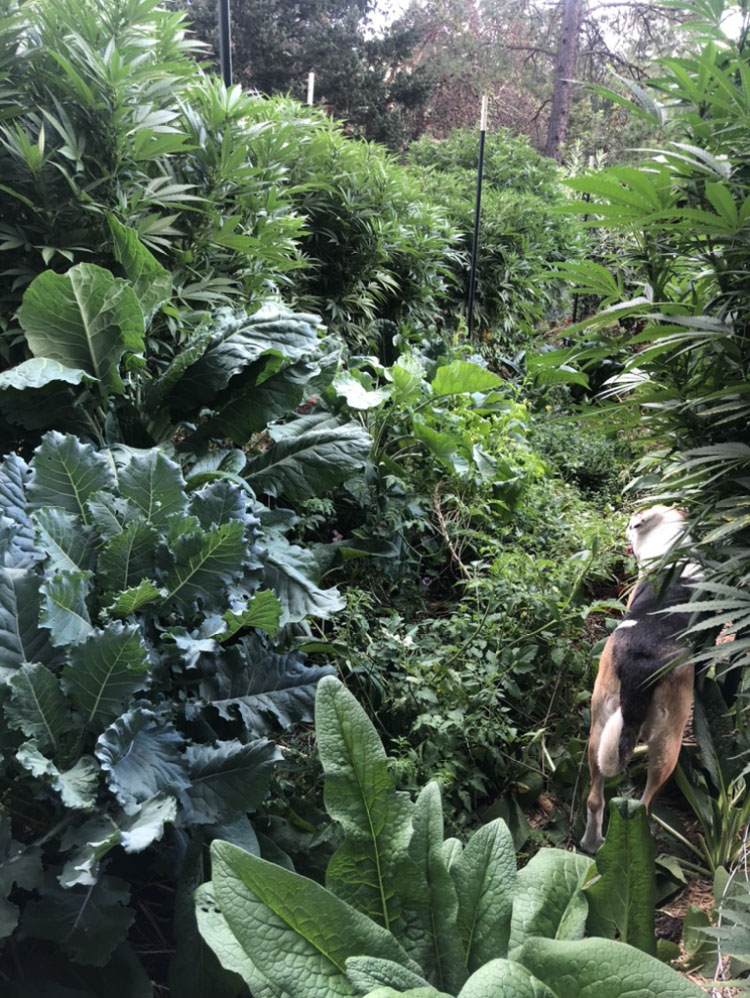 Life on the Staefli farm