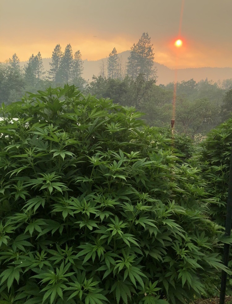 Life on the Staefli farm