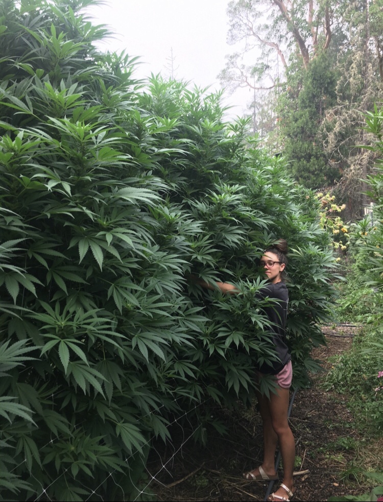 Harvest day at Staefli Farms