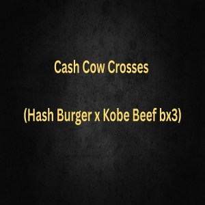 Cash Cow Crosses (Hash Burger x Kobe Beef bx3)