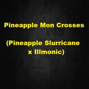 Pineapple Mon Crosses (Pineapple Slurricane x Illmonic)