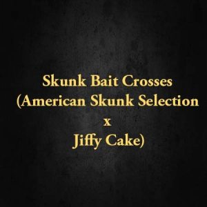 Skunk Bait Crosses (American Skunk Selection x Jiffy Cake)