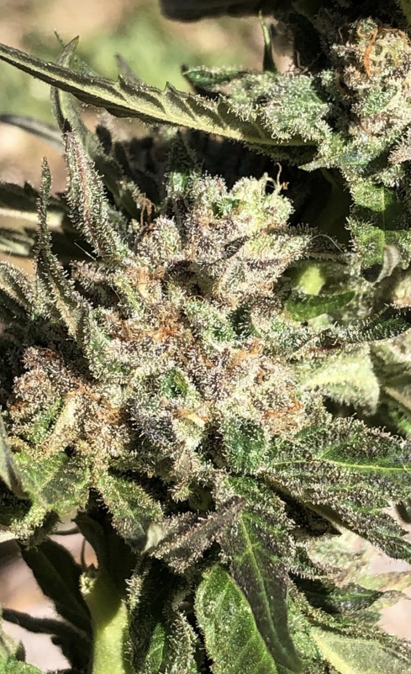 Apricot Bubblegum