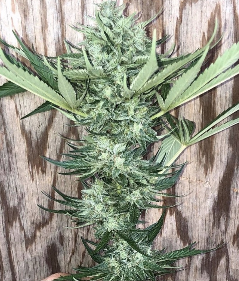 Skunk Mountain