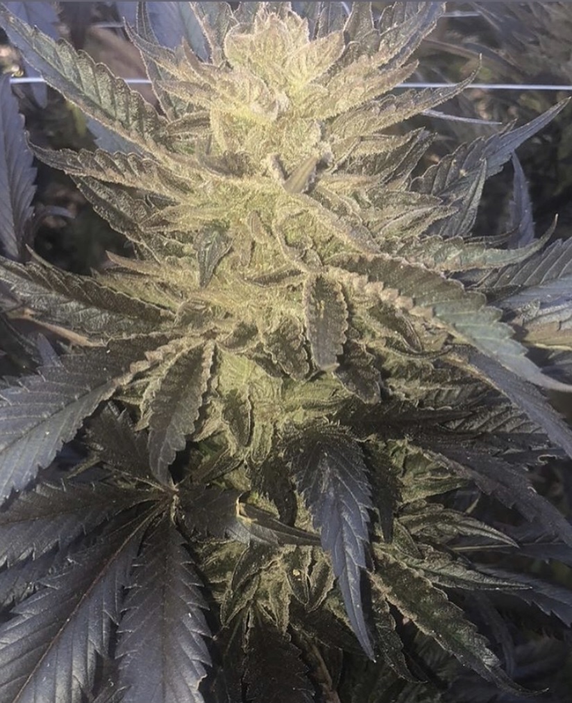 Black Lotus Kush F2