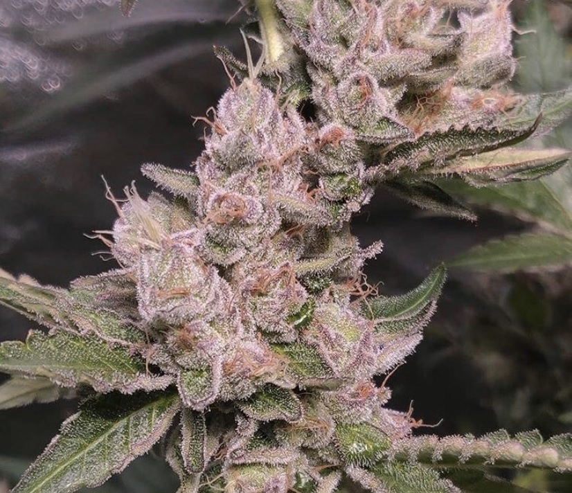 Yeti Cream Kush