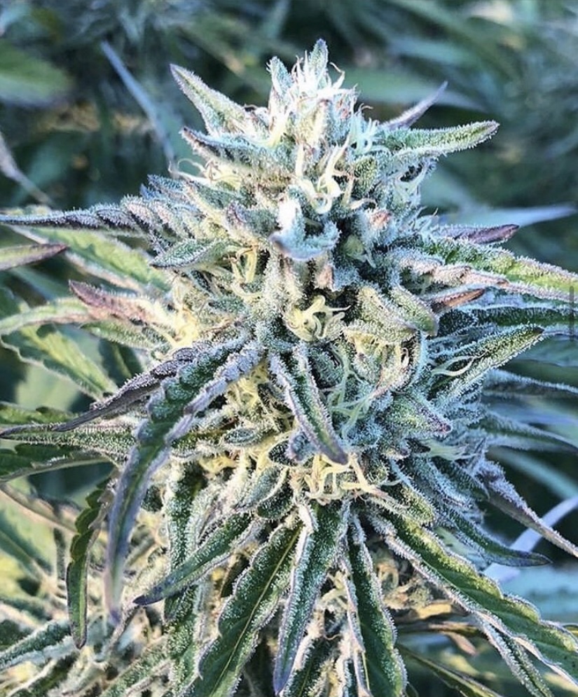 Black Cherry Lotus