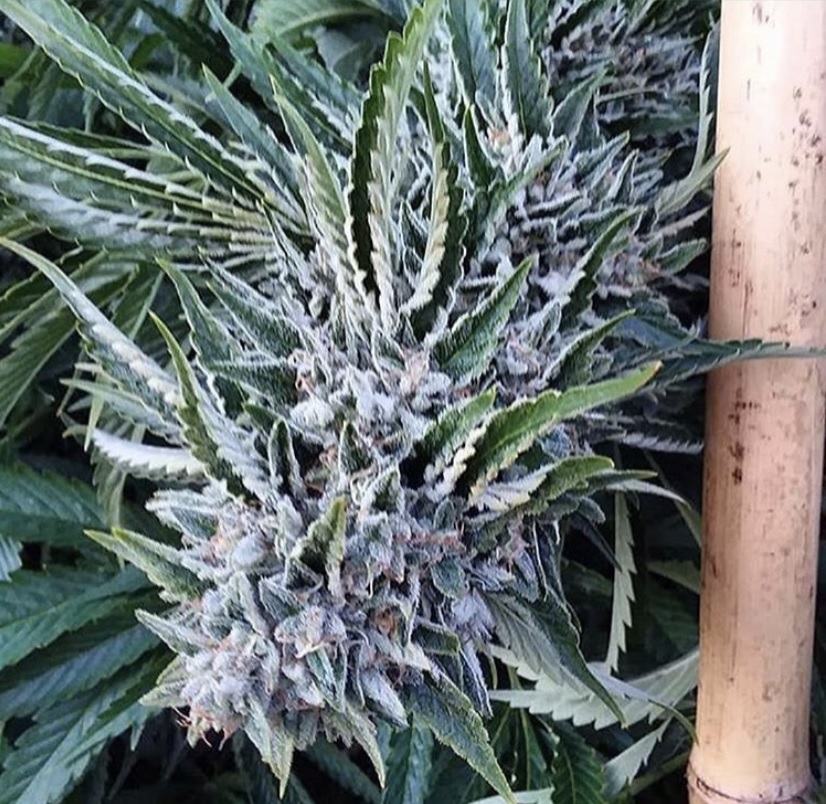 Forklift Kush