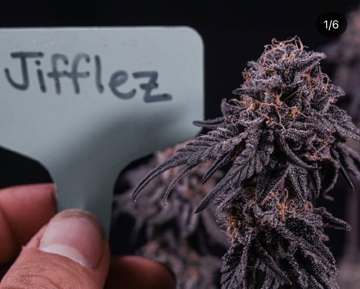 Jifflez