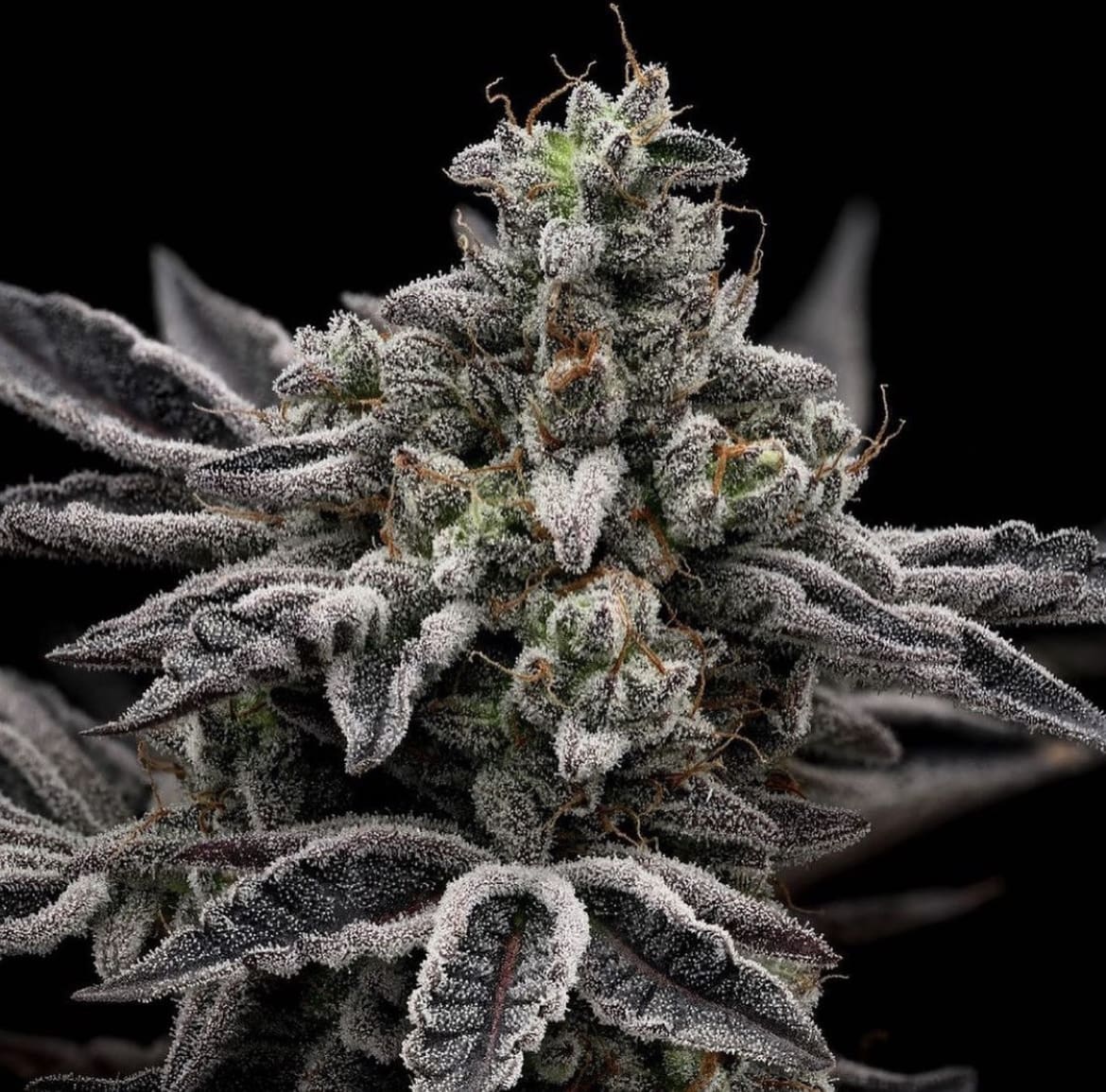 Rolex OG x GMO Mac