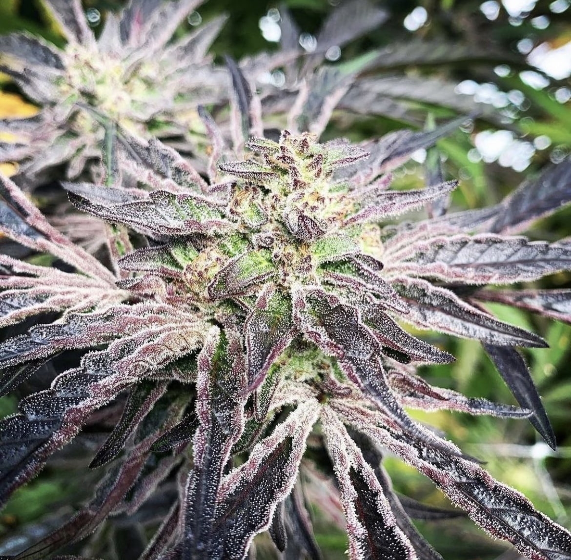 Lava Cake x GMO Mac